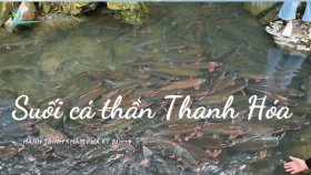 Suối cá thần Thanh Hóa - Khám phá kỳ bí của tự nhiên