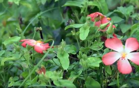 'Sâm tiến Vua' ở Thanh Hóa