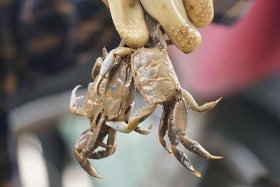 Đặc sản Thanh Hóa có tên 'lạ', nhiều người tò mò đặt mua về ăn thử, giá không hề rẻ