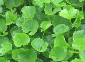 Mát lòng rau má quê nhà xứ Thanh