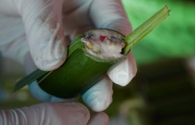 Lạ miệng món ốc nhồi nứa thơm ngon nức tiếng ở Thanh Hóa