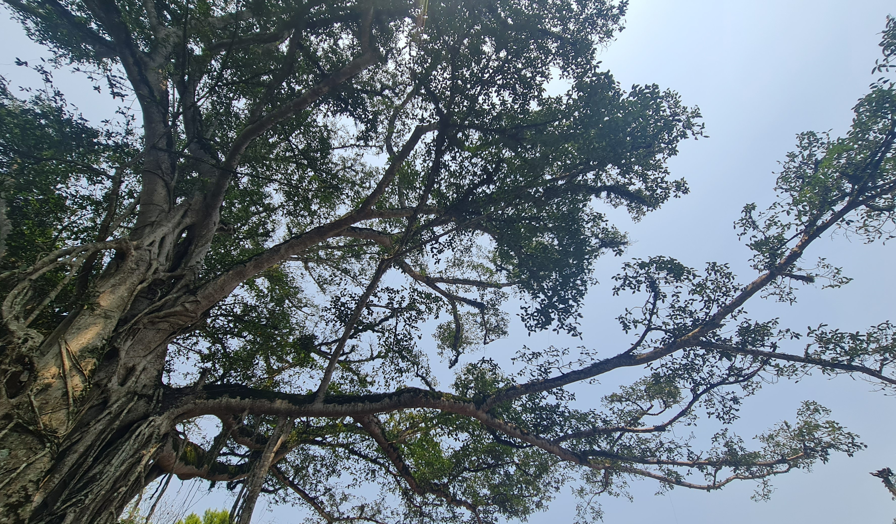 'Cây đa ôm cây thị' 300 năm tuổi hồi sinh ở vùng đất thiêng Lam Kinh