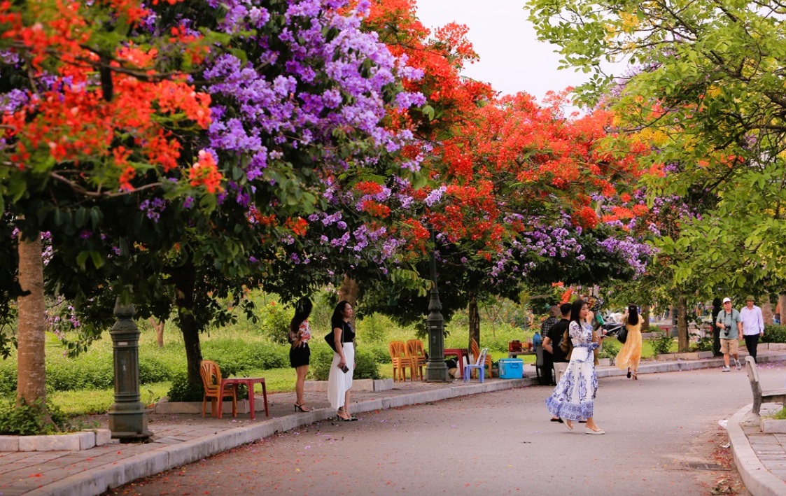hoa phuong 1