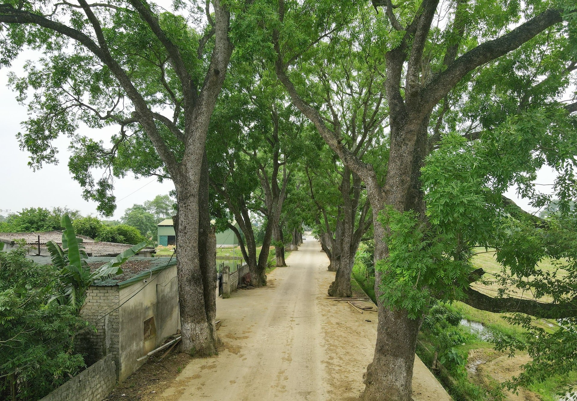 xà cừ