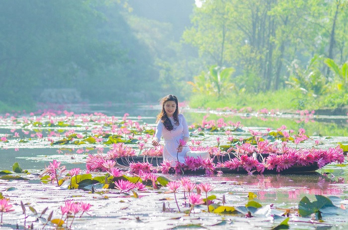 mua hoa sung