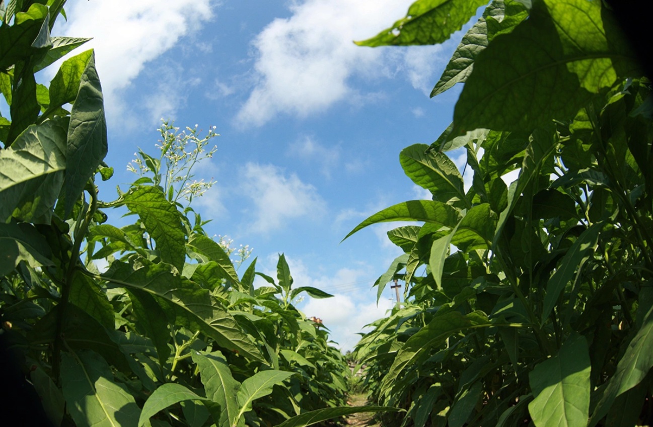 thuoc lao thanh hoa 1